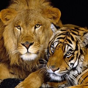 Meet your Posher, Albert